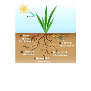 Mycorrhizae / Bacteria
