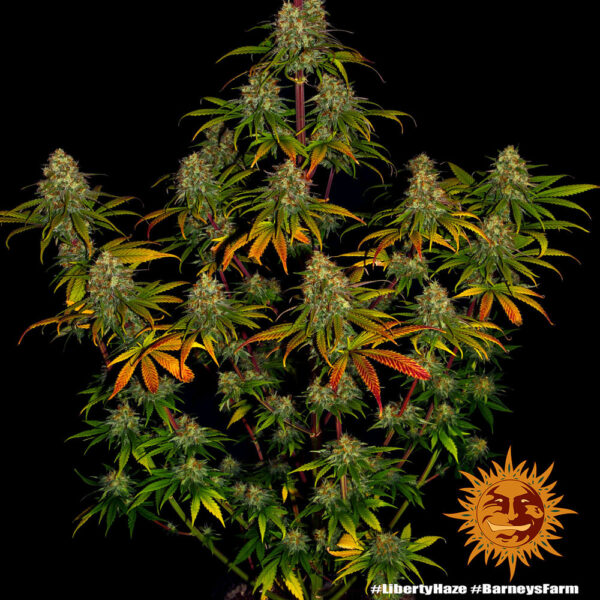 Liberty Haze - Barney's Farm - Image 5