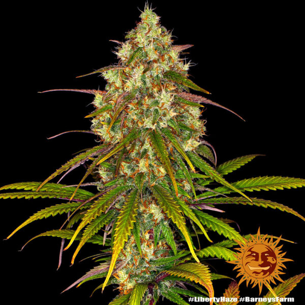 Liberty Haze - Barney's Farm - Image 4