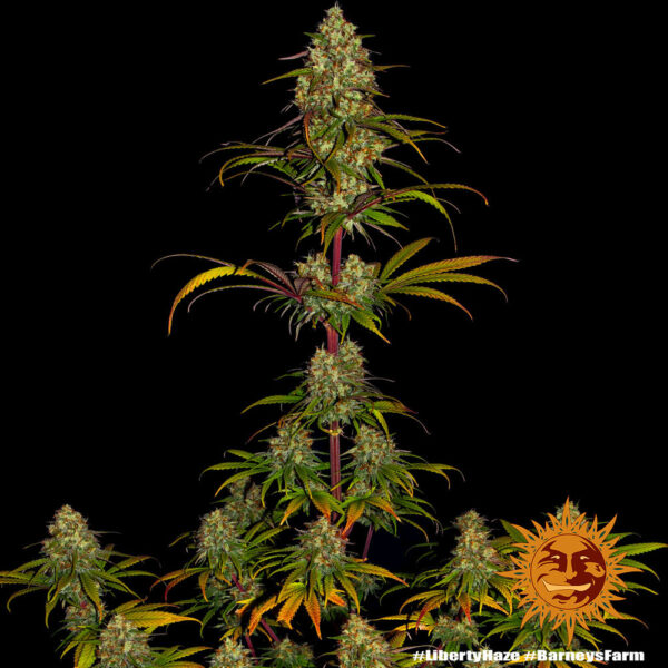 Liberty Haze - Barney's Farm - Image 3