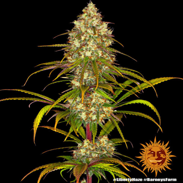 Liberty Haze - Barney's Farm - Image 2